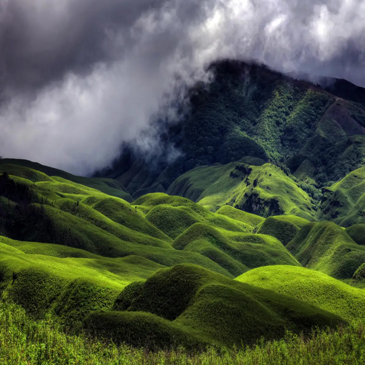 Nagaland Hornbill Festival